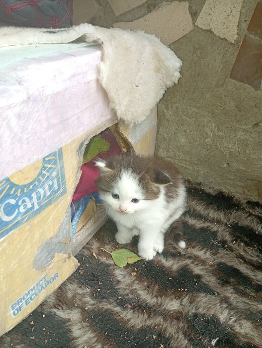 Шукаємо дім для кошенят