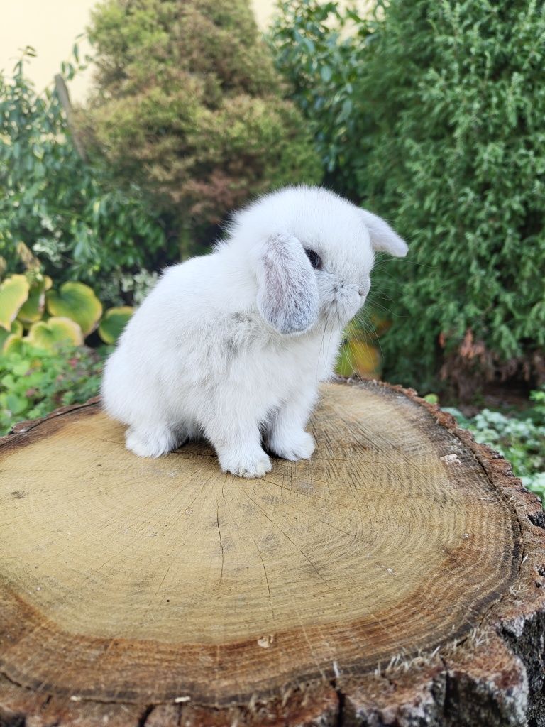 Piękne króliczki Karzełek Teddy i Mini Lop.