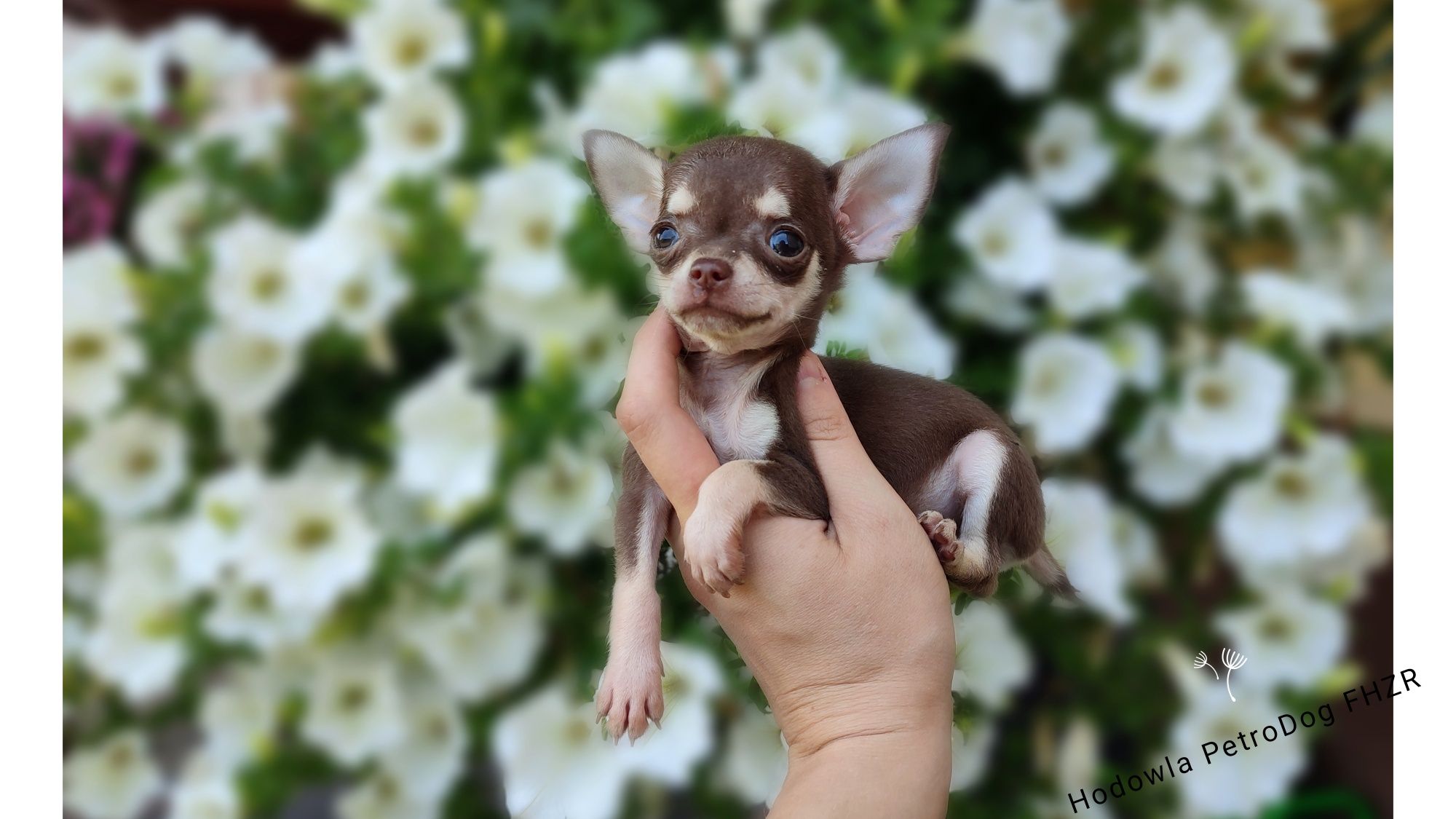 Chihuahua cudny piesek gotowy do odbioru