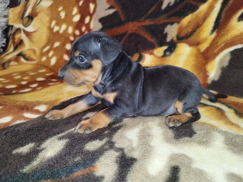 Pinczer miniaturowy szczeniak ostatnie