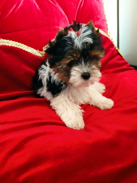 Cudownej urody suczka z metryką ZkwP/FCI Biewer Yorkshire terrier.