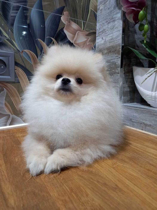 Szpic miniaturowy pomeranian suczki