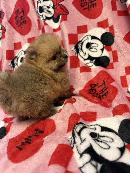 Pomeranian XXS piesek do odbioru