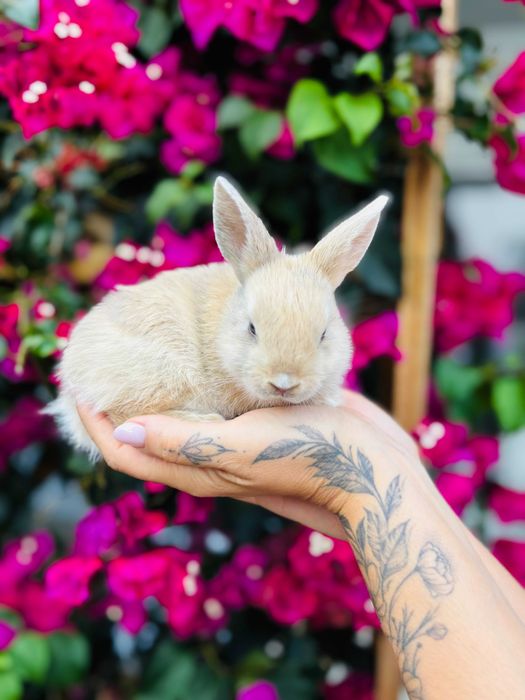 Coelhos mini toy teddy