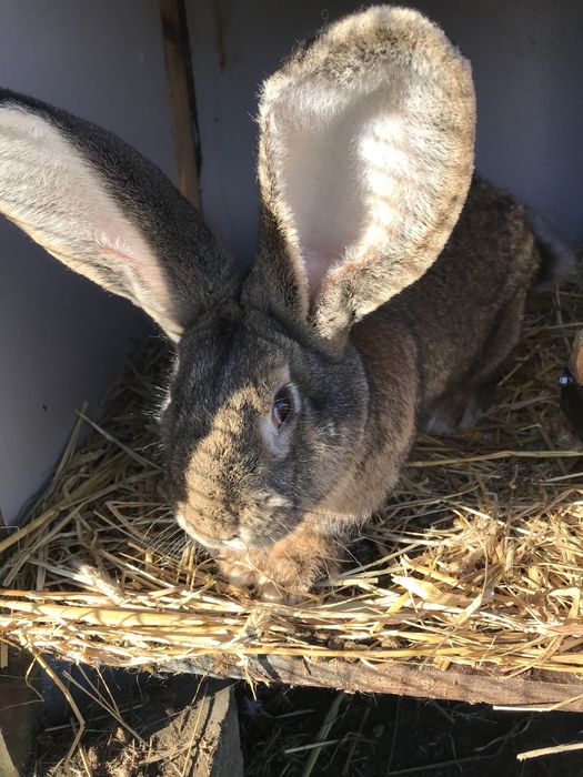 Króliki Belgijskie