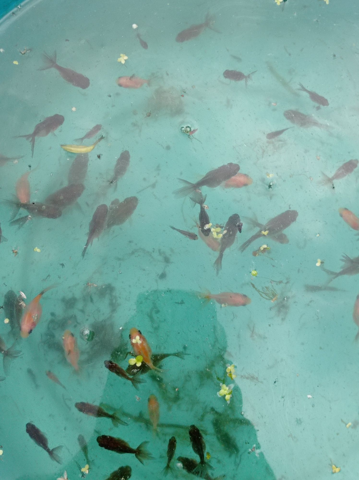 Kinguios orandas goldfish mistos