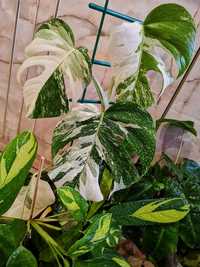 Монстера Альба вариегатная (Monstera Alba Variegata)