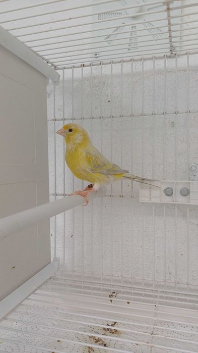 canarios agatas ópalo
