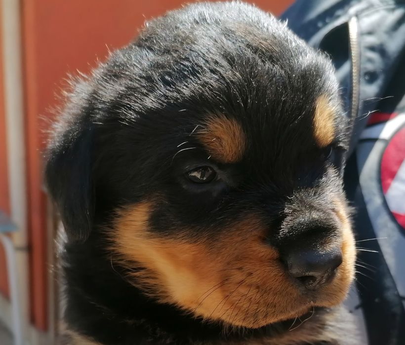 Rottweiler cachorro
