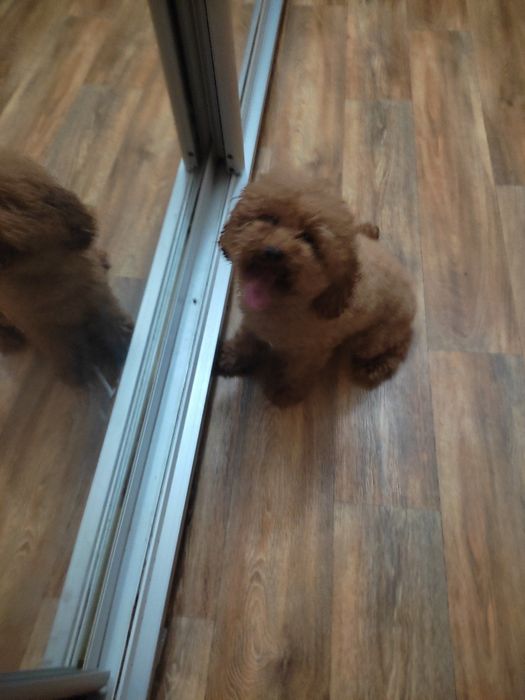 Вязка. Общительный и милый той пудель ищет невесту