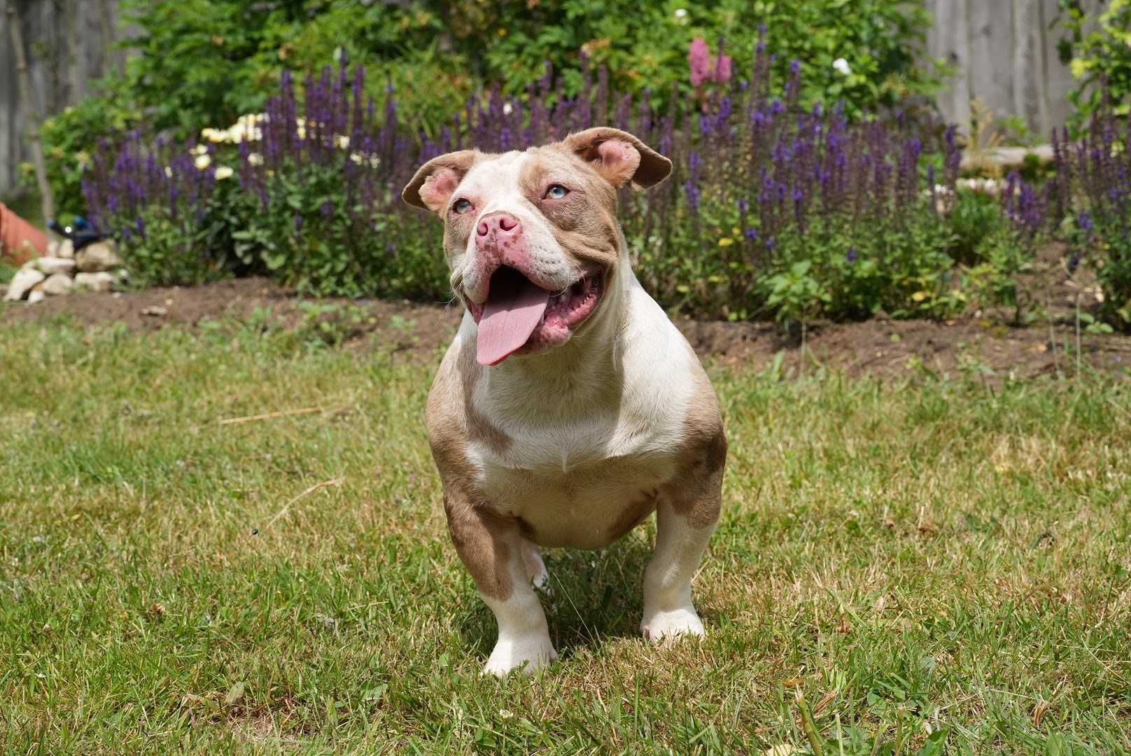 Suczka American bully choco merle