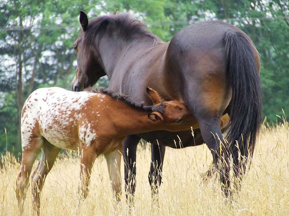 promocja  mleko dla źrebaków znakomite pełnoporcjowe