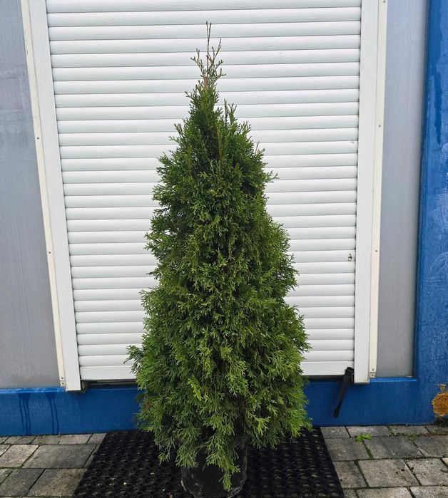 Piękna Tuja Thuja Szmaragd 120 cm Brabant 150cm Usługa sadzenia