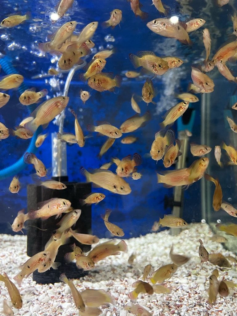 Ciclídeo Jóia (Hemichromis bimaculatus)