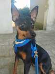 RIGA (Fêmea, Pinscher, 8 Meses) Para Adoção