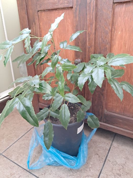 Mahonia pospolita duża sadzonka