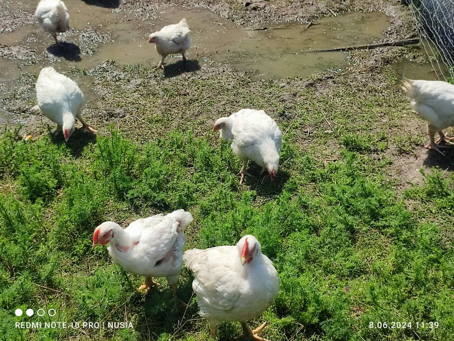 Kurczak ze wsi ,kura rosołowa,  brojler, mięso z kury, tuszka