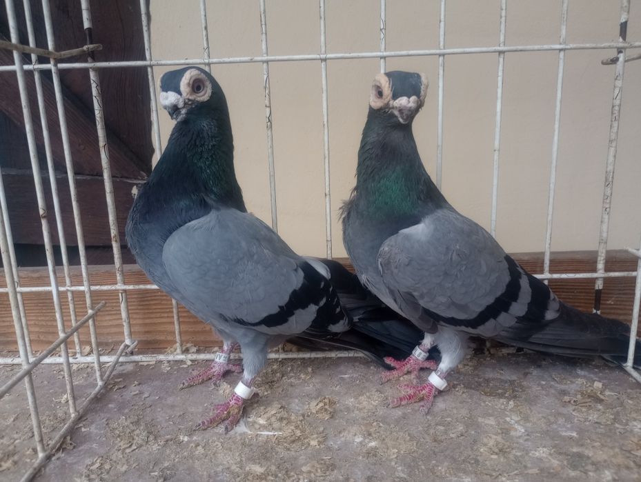 Brodawczaki polskie.