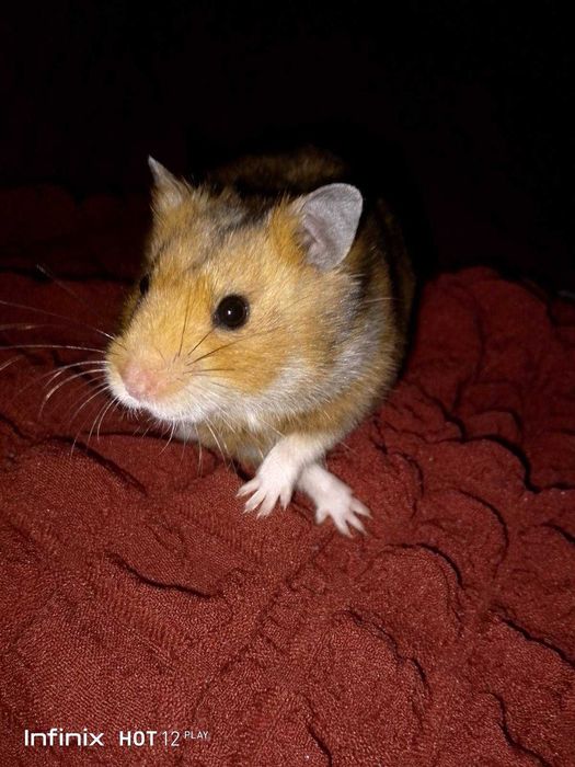 Королевский красивенный хомяк