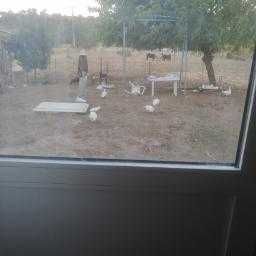 Patos do campo criados a sementes e restos legumes ervas etrc.