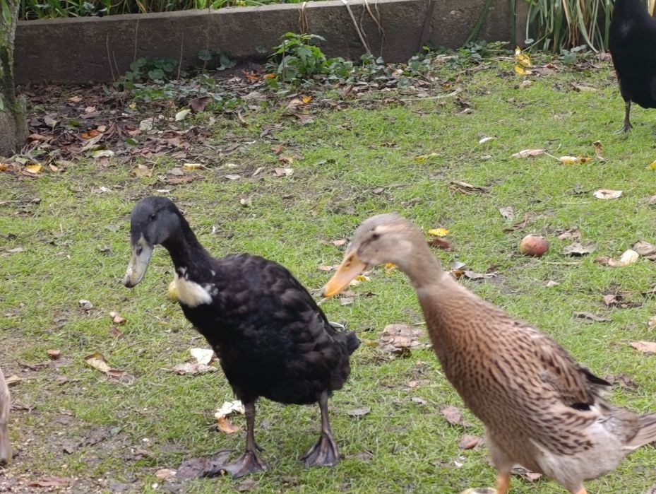 Kaczki biegus kilkumiesieczne