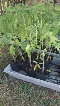 Sadzonki pomidora ekologiczne