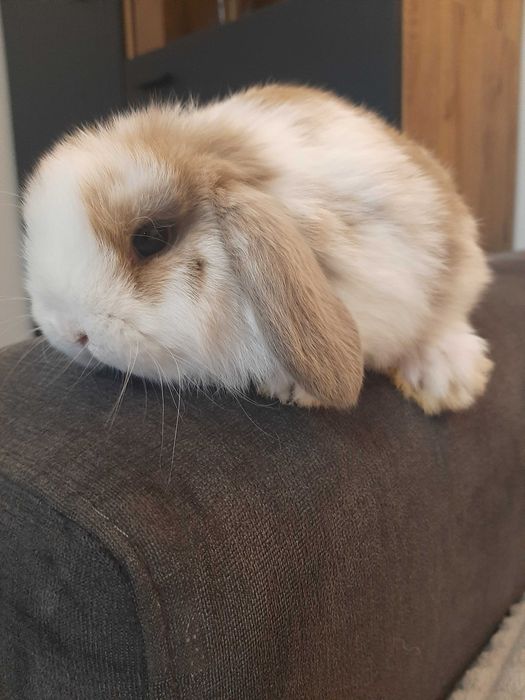 Króliki baranek miniaturka karzełek mini lop