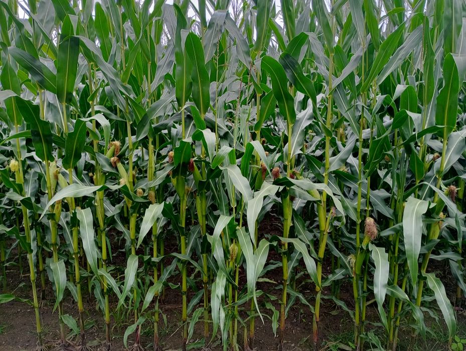 Kukurydza na kiszonkę na pniu