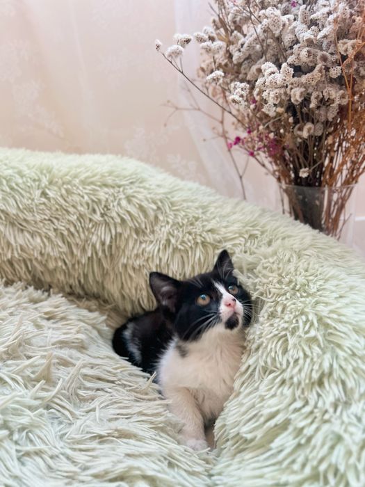 gatinha bebé para adoçao responsavel