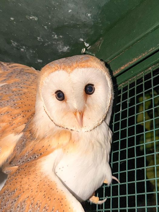 Coruja-das-torres (Criador Legal ICNF)