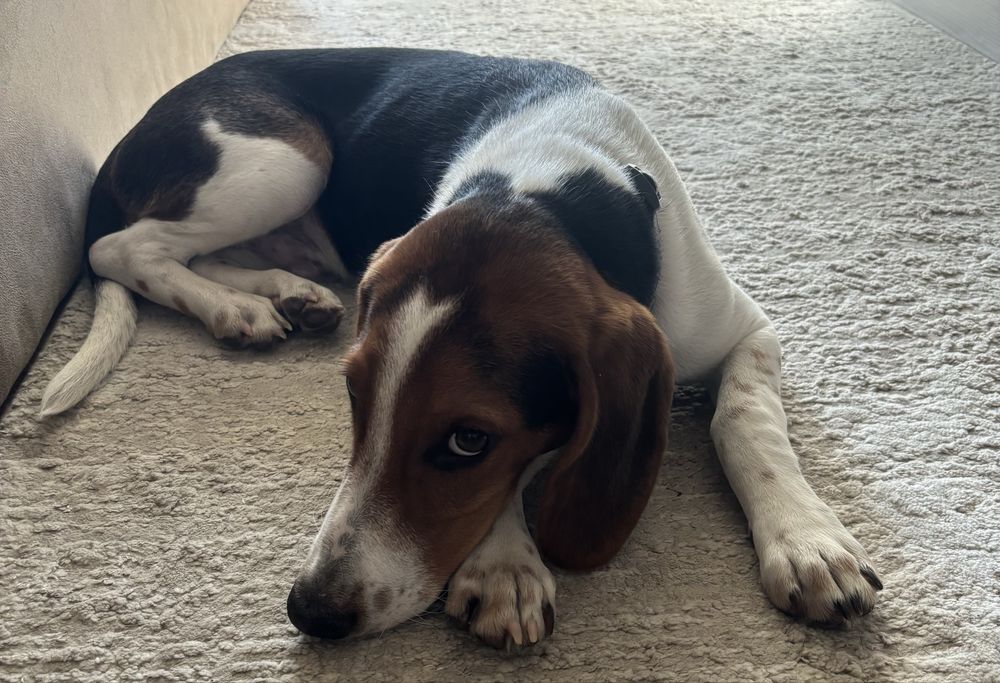 Отдам бигля мальчика