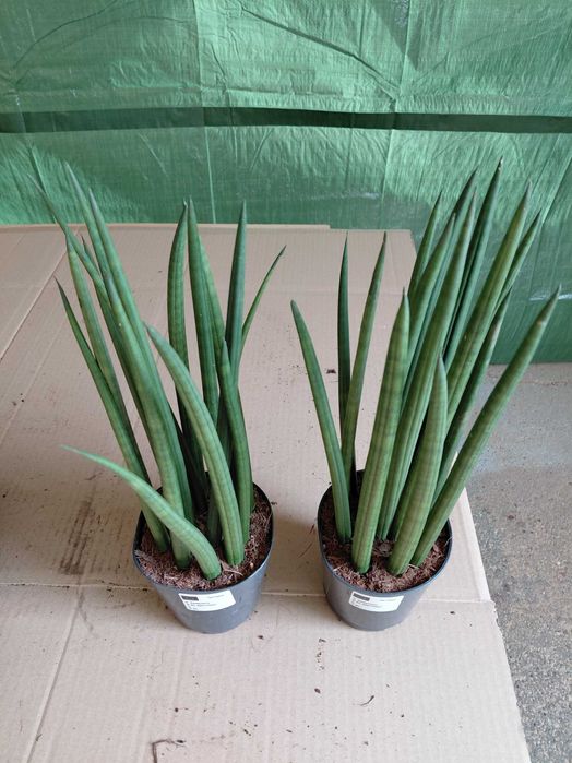 Sansevieria cylindrica, Sansewieria cylindryczna 42cm WYSYŁKA