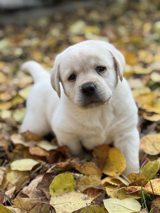 З документами хлопчик красунчик