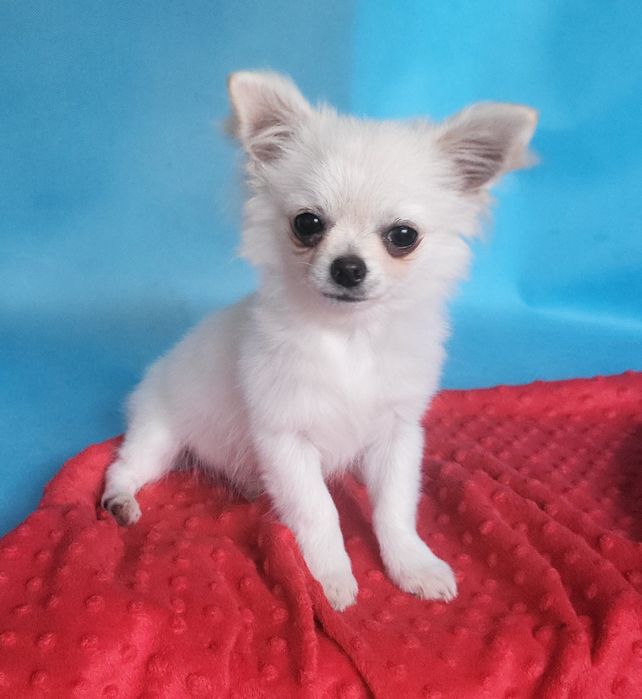 Chihuahua piesek sprzedam