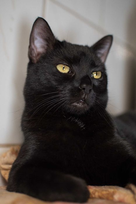 Metis – energiczna, czarna kotka do adopcji!