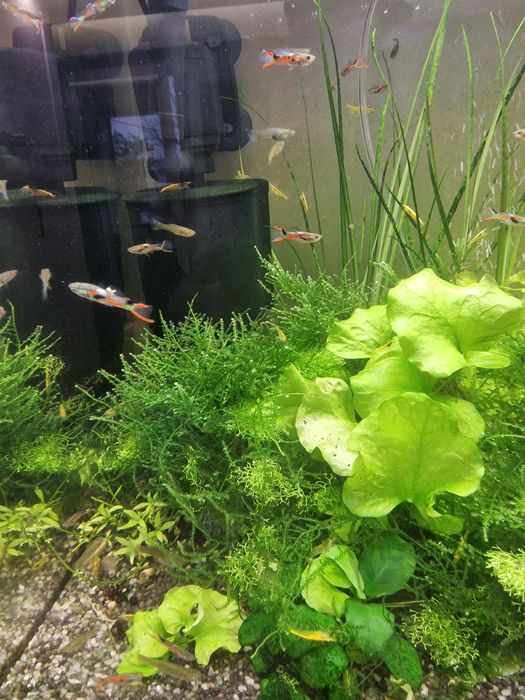 Gupiki Endlera - 1 parka 5 zł.