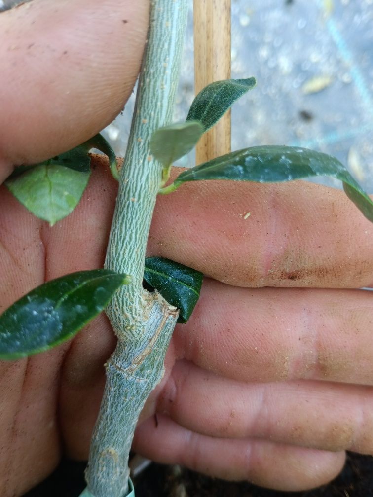 Oliveiras conserva de Elvas e azeitona de mora