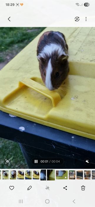 Świnki Morskie  6 tygidni