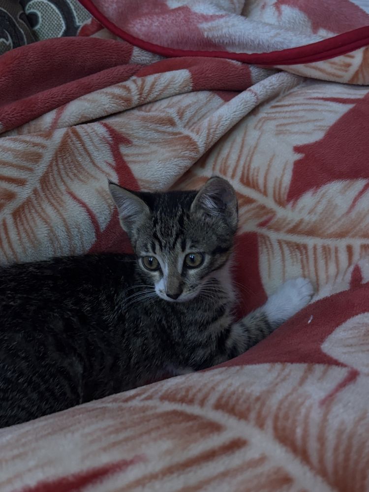 Котенята, дівчата 2 місяці
