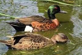 Patos ornamentais