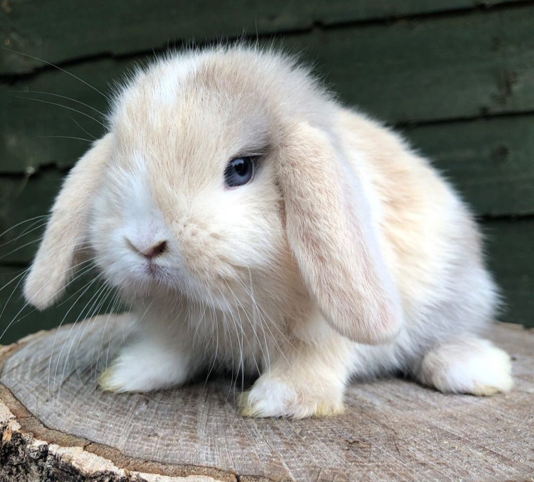 KIT Coelhos anões orelhudos, mini lop adoráveis e super inteligentes