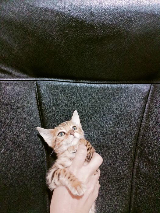 Бенгальці Bengali 2 розкішні клубні дівчинки