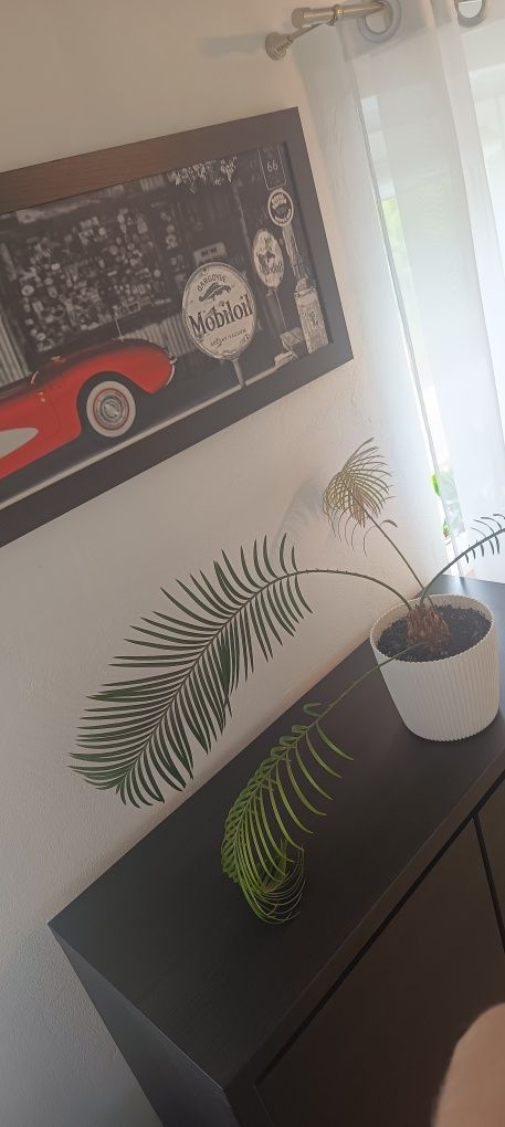 Sagowiec (Cycas revolta) palma