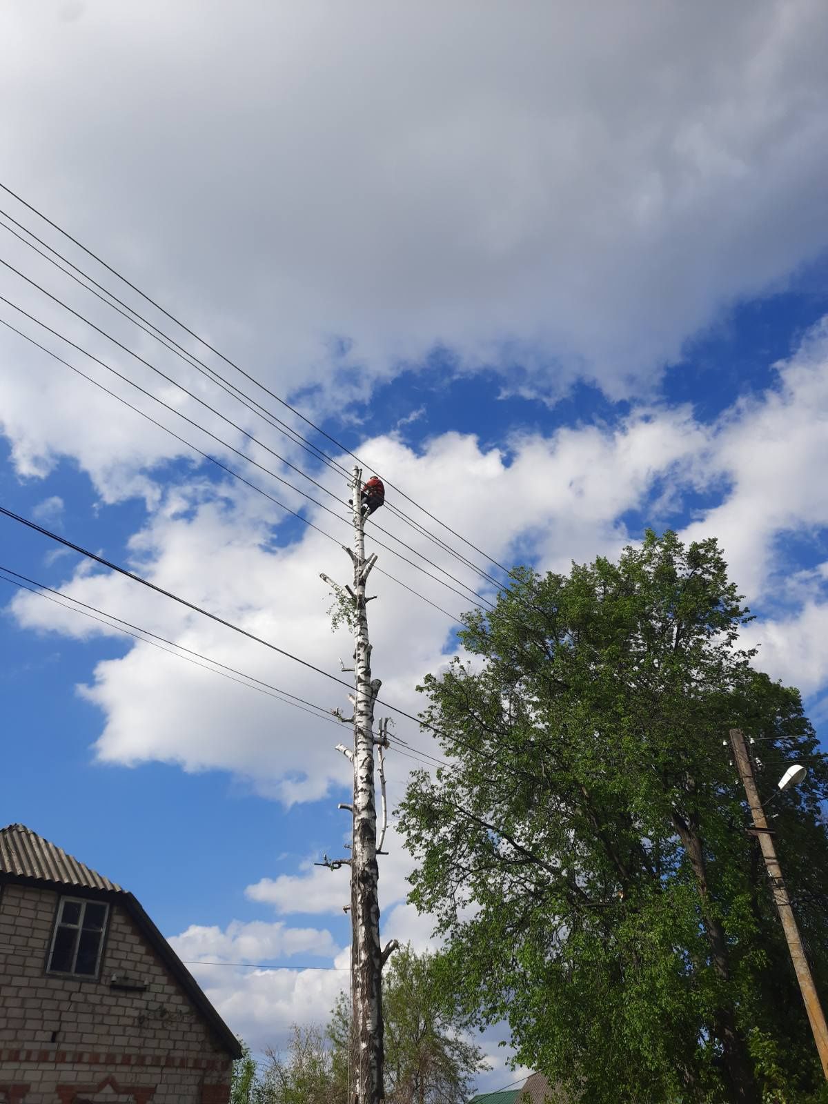 Обрезка деревьев в труднодоступных местах