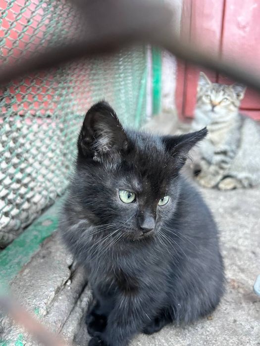Віддам кошенят в добрі руки