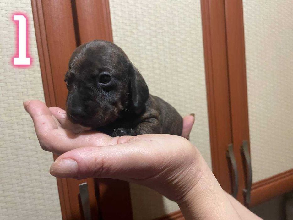 Тигровые чистокровные щенки мини таксы/тигрові цуценята міні