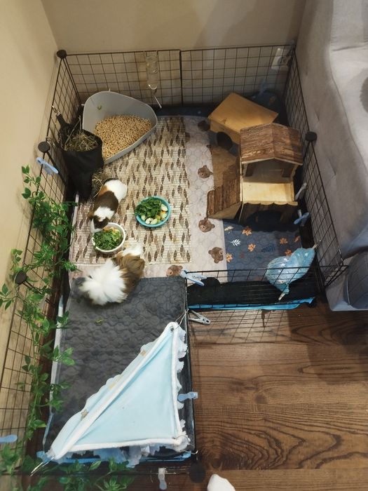 Świnki morskie(kawie domowe)