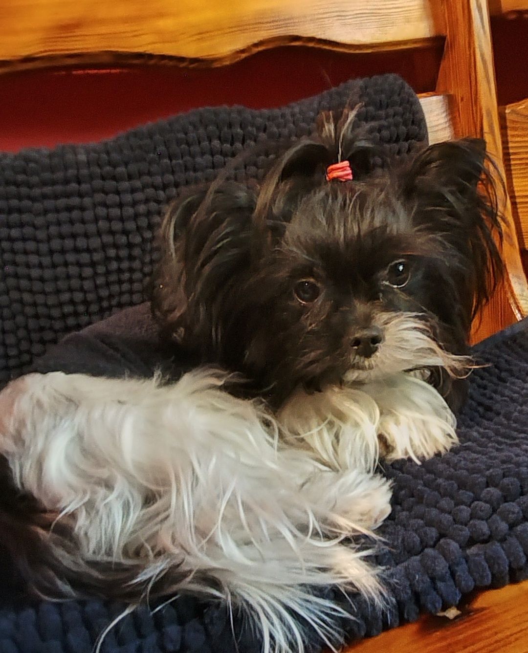 Yorkshire terrier GIZMO White ocean Perl piesek