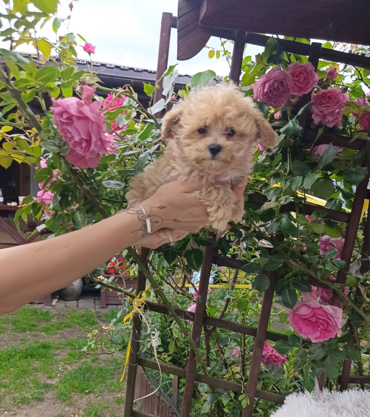 Szczeniak Maltipoo