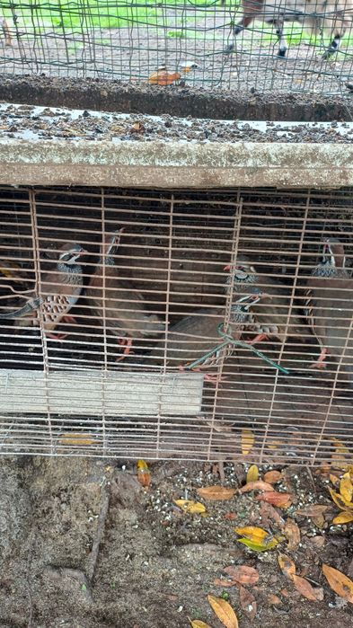 Perdizes vermelha  2 casais e uma fêmea